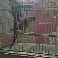 عروس هلندی وگرینچیک