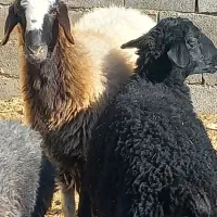 یک راس بره   نر و یک راس ماده