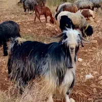 دبر|حیوانات مزرعه|بابا حیدر, |دیوار