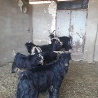 پازن|حیوانات مزرعه|فیروزآباد (فارس), |دیوار