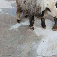 غوچ.میش.بز.بره|حیوانات مزرعه|شیراز, درکی|دیوار