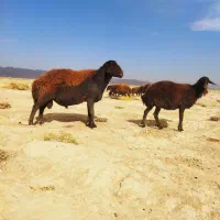 قوچ هترو افشاری|حیوانات مزرعه|فیروزه, |دیوار