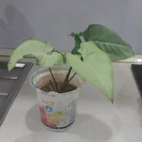 گل سینگونیوم خرگوشی پرپشت|گل و گیاه طبیعی|ارومیه, |دیوار