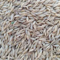 جو محلی|خدمات باغبانی و درختکاری|سعدآباد, |دیوار