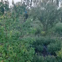 باغ واقع در اخر گلمغان|فروش زمین و ملک کلنگی|اردبیل, |دیوار