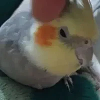 عروس هلندی گمشده