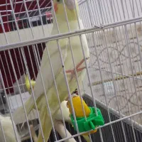 عروس هلندی|پرنده|تبریز, |دیوار