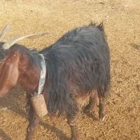 شیشک بره داردوقولوزا بز شیردار شیشک چاق کهره|حیوانات مزرعه|مرودشت, علی‌آباد‎|دیوار