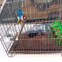 سهره جوجه نر|پرنده|سنقر, |دیوار