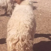 یک قوچ کوردی ۳سال|حیوانات مزرعه|زرین آباد, |دیوار