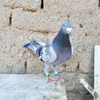 آلمانی درجه ۱