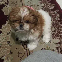 واگذاری توله سگ شیتزو فلت (غیر رایگان)