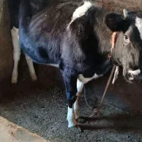 گوساله ماده . گاو