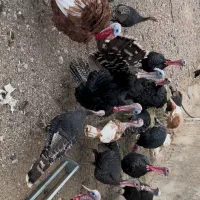 بوقلمون نرو ماده فروشی|حیوانات مزرعه|شهرضا, |دیوار