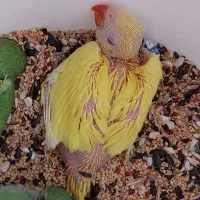 جوجه سرلاکی ملنگو|پرنده|بندر کنگان, |دیوار