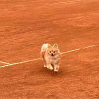 پامر روباهی مینیاتوری