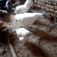 فروش خروس سفید چهل تاج و ساده و ....|حیوانات مزرعه|تفت, |دیوار