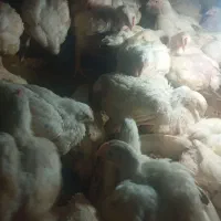 فروش جوجه گوشتی