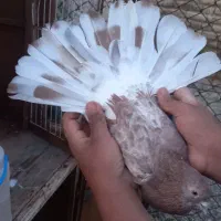 کبوتر گرگی جفت (نر وماده)