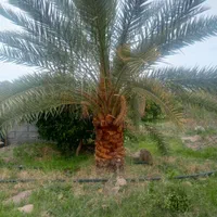 فروش انواع نخل از یک متر تا پنج متر..|خدمات باغبانی و درختکاری|یزد, |دیوار