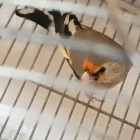 سهره دورگ کرمونی