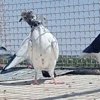 کبوتر  پرشی نر  تیپ دار|پرنده|بم, |دیوار