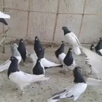 کبوتر سینه سیاه و کله ای مولد به شرط|پرنده|تهران, کیانشهر|دیوار