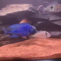 ماهی بلو دلفینی|ماهی|پاکدشت, پاکدشت (مامازند)|دیوار