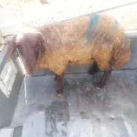 گوسفند قصاب