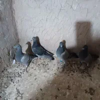 دو جفت جوجه مسافتی هیچ پر