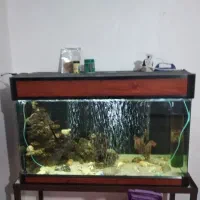 اکواریم