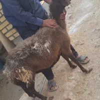 بره.میش ابستن غزل افشار