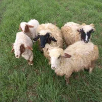 بره نرو ماده