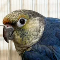 جفت گرینچیک ویولت (بنفش)