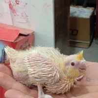 سه تا جوجه عروس لوتینو