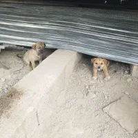 واگذاری توله سک