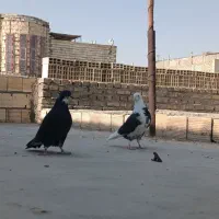 کفتر پرشی|پرنده|یزد, |دیوار