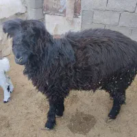 بره،قوچ،بز،میش