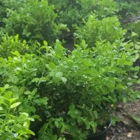 شمشاد توپی|گل و گیاه طبیعی|آمل, |دیوار