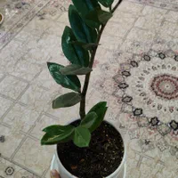 گل طبیعی|گل و گیاه طبیعی|شیراز, شاپورجان|دیوار