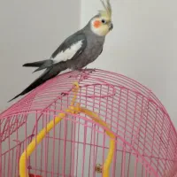 عروس هلندی سخن گو با قفس