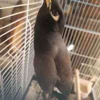 مرغ مینا نر 6ماهه|پرنده|کرمان, |دیوار