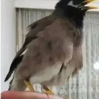 مرغ مینا سخنگو حاضر جواب..
