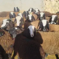 بره ماده اصیل شال|حیوانات مزرعه|اسفرورین, |دیوار