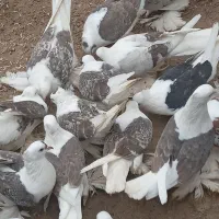 کبوتر ملایری