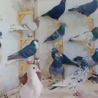 کفتر پرشی بوم