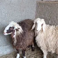 بره