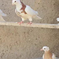 کبوتر طوقی|پرنده|بستان آباد, |دیوار