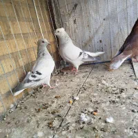 سبز و سرخ دم سفید|پرنده|بیرجند, |دیوار