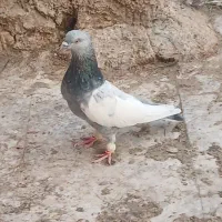 کفتر سینه سبز